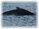 Humback Whale Peduncle Arch