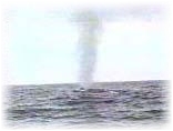 Hawaiian Humback Whale Blows from Blowhole
