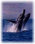 Hawaii Humpback Whale Watching