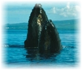 Hawaii Humpback Whale Checks Things Out