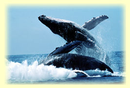 Hawaiian Humpback Whales Breaching