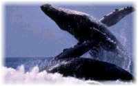 Hawaii Humpback Whale  Breach