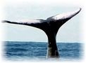 Hawaii Humback Whale Tail  Slap